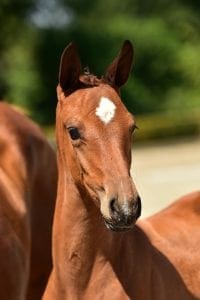 Eldorado van de Zeshoek x Fuego du Prelet x Lancelot