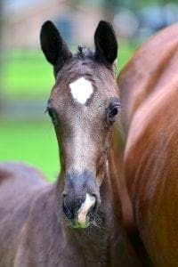 Ferro x Londonderry x Duntroon (mare)