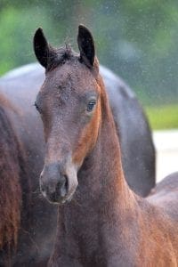 (Gerben 479 x Hieke v.d. Peesterhoeve Ster (Pier))