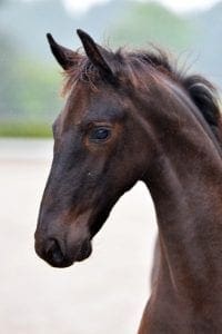 (Gerben 479 x Anke v.d. Hamelspoel Ster (Nanning))