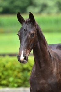 Glock's Toto Jr x Charmeur x Rousseau