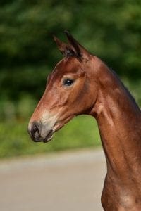 Grand Galaxy Win x Flemmingh x Farrington