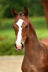Habanna x Prestige VDL x Krack C