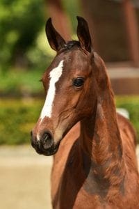 Harley VDL x Silvio I x Star Regent XX