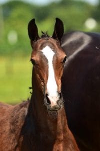 Heart Touch x Contendro I x Carpaccio