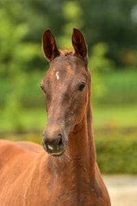 Hennessy x Vivaldi x Amethist