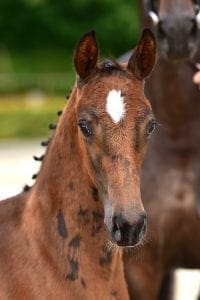 Le Vivaldi x Apache x Wellington