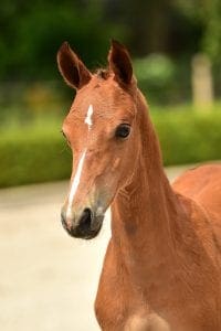 Numero Uno x Voltaire x Libero H