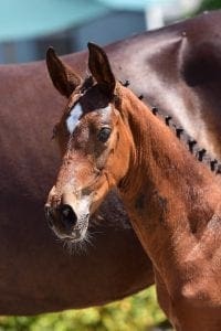 Quasimodo vd Molendreef x Indorado x Indoctro