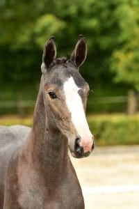 Ugano Sitte x Taloubet Z x Farmer