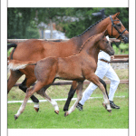 Galanthos SHK