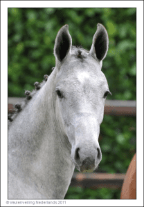 (Calido I x Voltairex Alme Z)