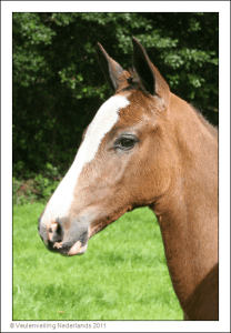 (Cardento x Indoctro x Lucky Boy XX)
