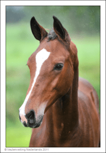 (Biscayo x Ahorn x Purioso)