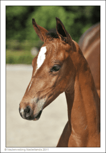(Cadans M x Crack C x Contango)