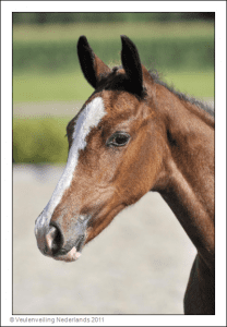 (Campbell VDL X Corland x Nimmerdor)