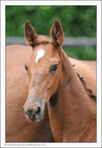 (Nabab de Reve x Emilion x Uniek)