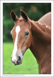 (Zirocco Bleu VDL x Manhattan x Nimmerdor)