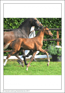 (Charmeur x Rousseau x Kaiserstern xx)