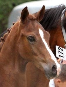 (Desperado x Jazz x Contango )