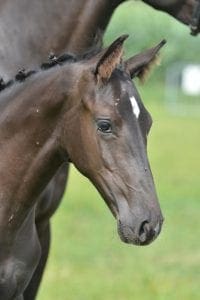 (Namelus x Burggraaf x Pericles)