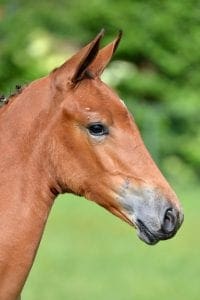 (My Lord Carthago x Voltaire x Bergerac)