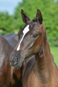 (I'm Special de Muze x Voltaire x Capitol I)