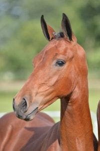 (Desperado x Scandic x Zandigo)
