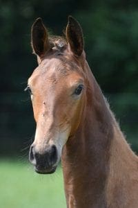 (Charmeur x Flemmingh x Ferro)