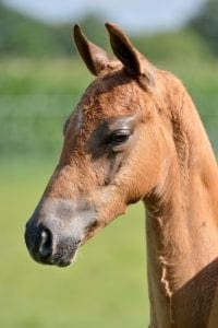 (Apache x Havidoff x Akzent II)