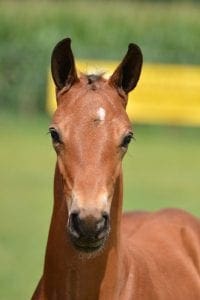 (Everdale x Jetset D x Pericles)