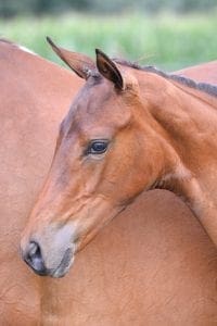 (Nabab de Reve x Voltaire x Blanc Rivage)