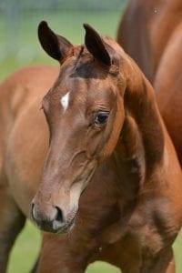 (Desperado x Havel x Schalkhaar)