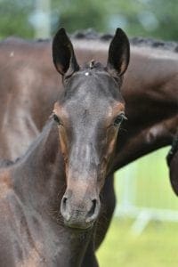 (Nabab de Reve x Grosso Z x Abgar)
