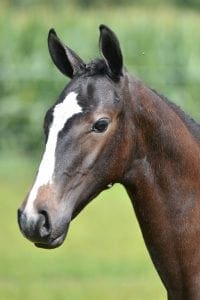 (Calvino Z x Tangelo v/d/ Zuuthoeve x G.Ramiro Z)