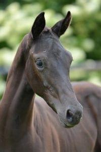 (Dreamboy x Gribaldi x Porter)(mare)