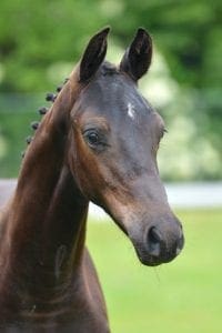 (Charmeur x Burggraaf x Aurelio)