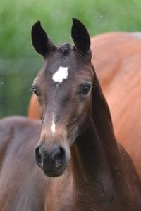 (Balou du Rouet Z x Triomphe de Muze x Holland)
