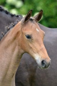 (Tornesch x Burggraaf x Cor de la Bryere)