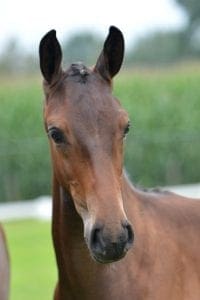 (Tangelo v/d Zuuthoeve x Kroongraaf x Phantom)