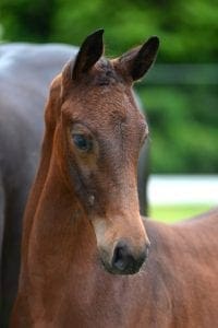 (Ampere x San Remo x Jazz)