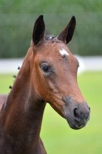 (Mylord Carthago x Corland x Nimmerdor)(mare)