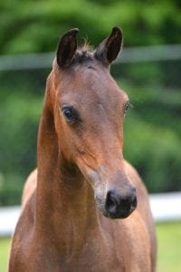 (Johnson x Rouseau x Boy-B)(mare)