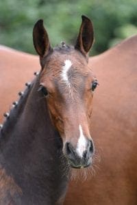 (Harley x Calvados x Burggraaf)