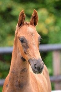(Florencio x Jazz x Vincent)(mare)