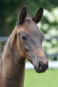 (First Promise x Gribaldi x B Raimond)