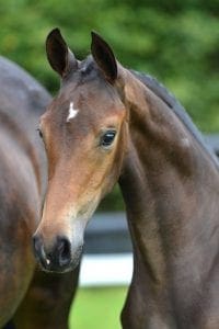 (Charmeur x Flemmingh x Damiro)