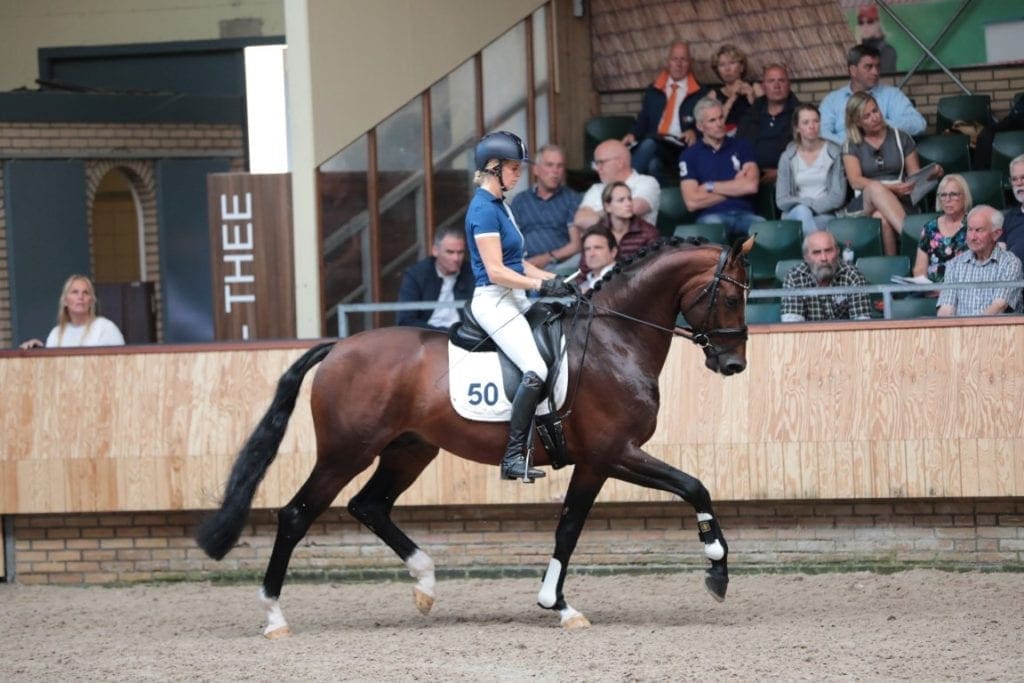King van het Haarbosch en Lay Out goedgekeurd bij het KWPN!