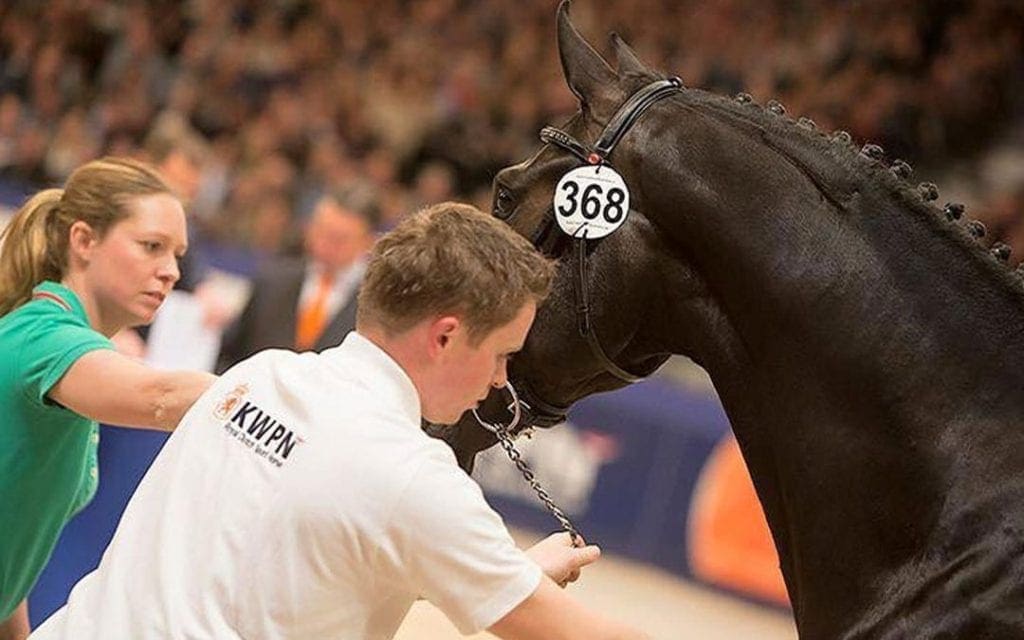 Artikel op Nieuws.horse met Marcel van Manen