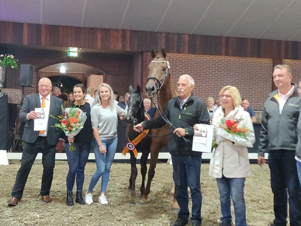 Veulenveiling Midden-Nederland breekt met tendens en stijgt